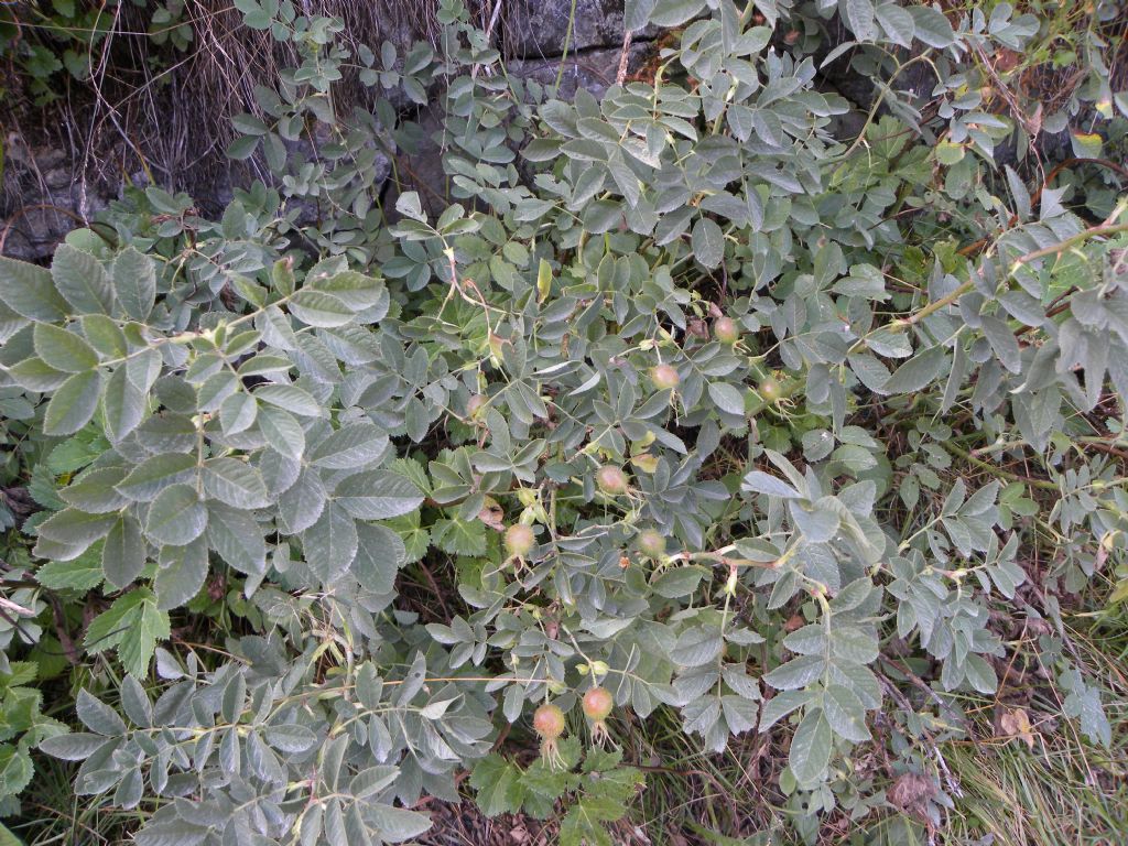 quale Rosa?  Rosa sp., forse Rosa montana